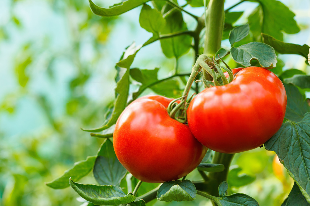 Tomato For Dark Spots On Face