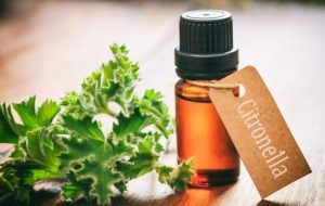 Citronella Oil For Cystic Pimple Treatment