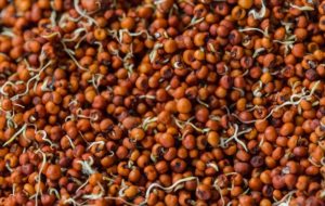 Sprouted Ragi For Cystic Pimple Treatment